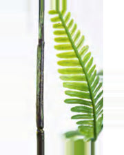 Cigale Boston Fern Plant — close-up detail 3, artificial boston fern plant