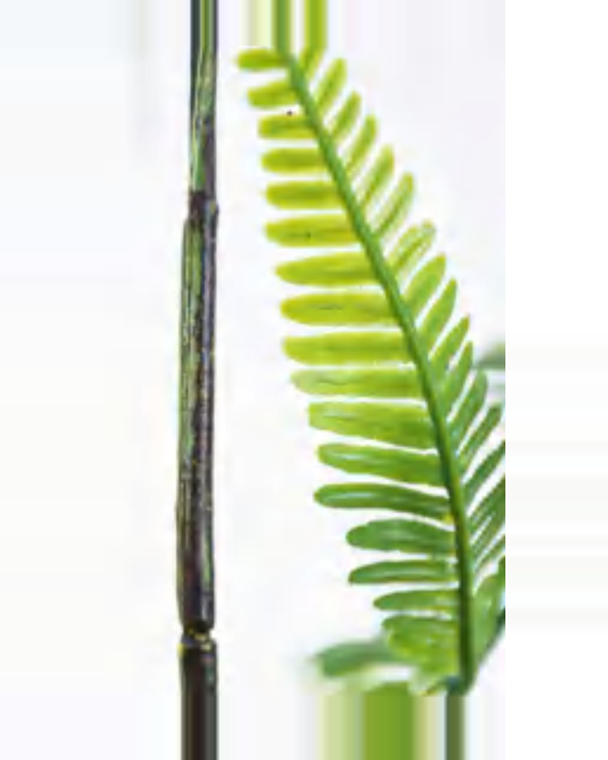 Cigale Boston Fern Plant — close-up detail 3, artificial boston fern plant