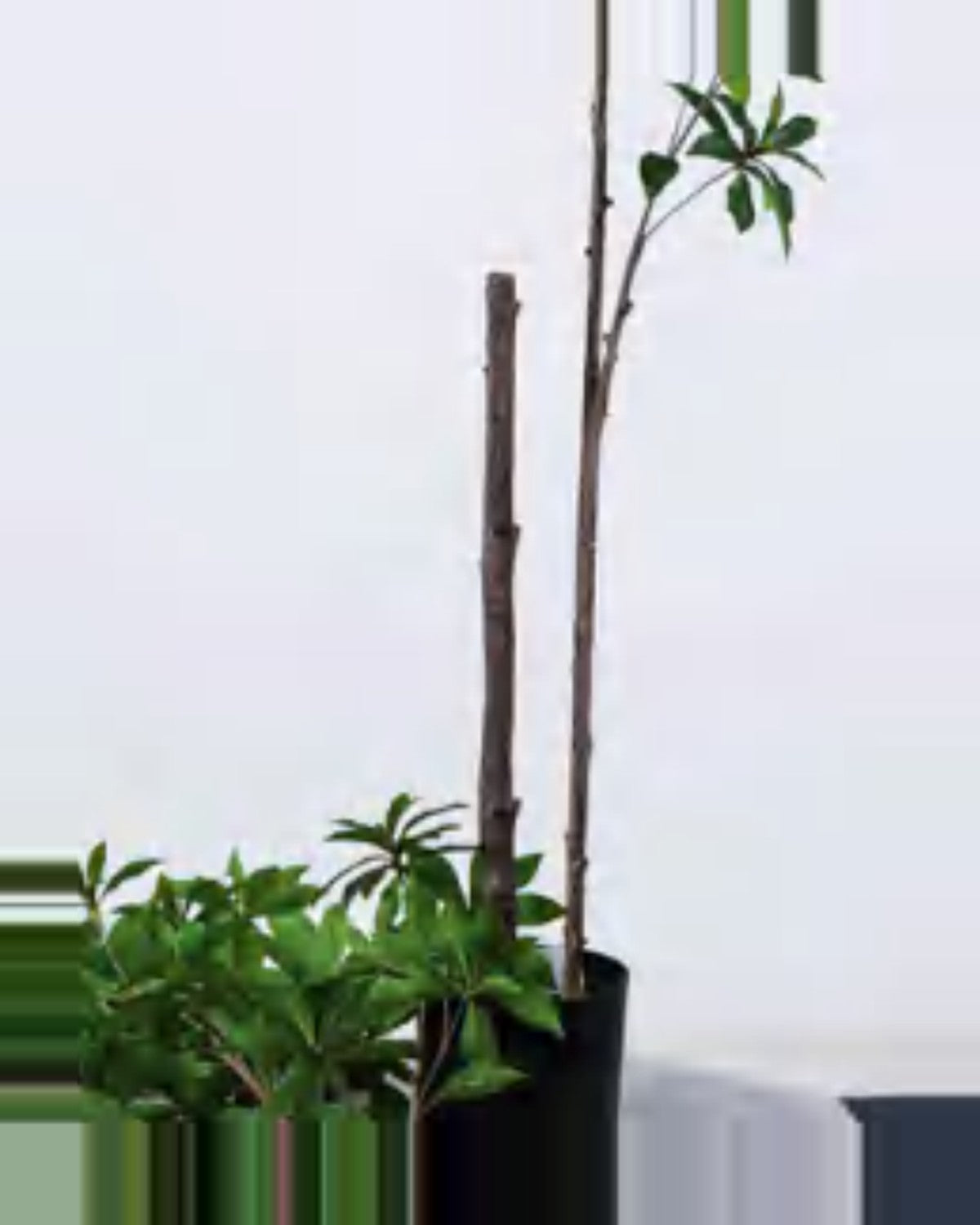 Luce Pieris Tree — close-up detail 3, artificial pieris tree