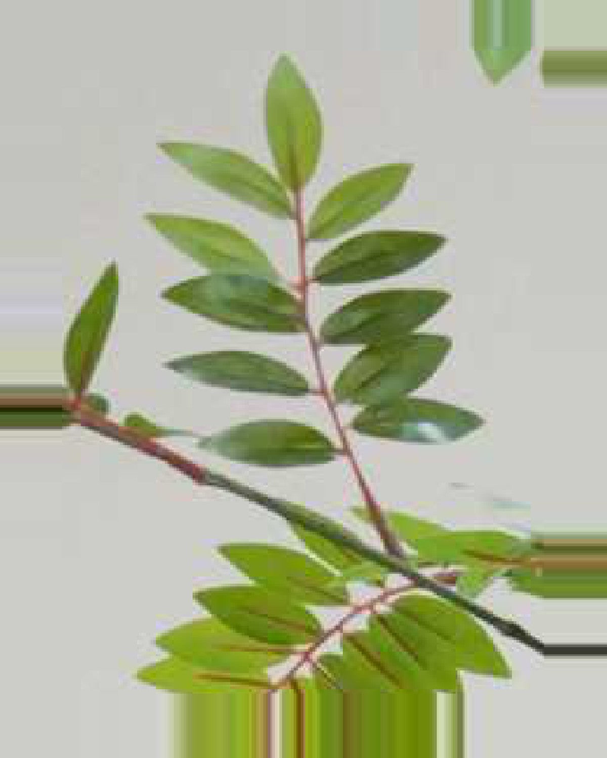 Terra Little Green Leaf Tree — close-up detail 3, artificial little green leaf tree