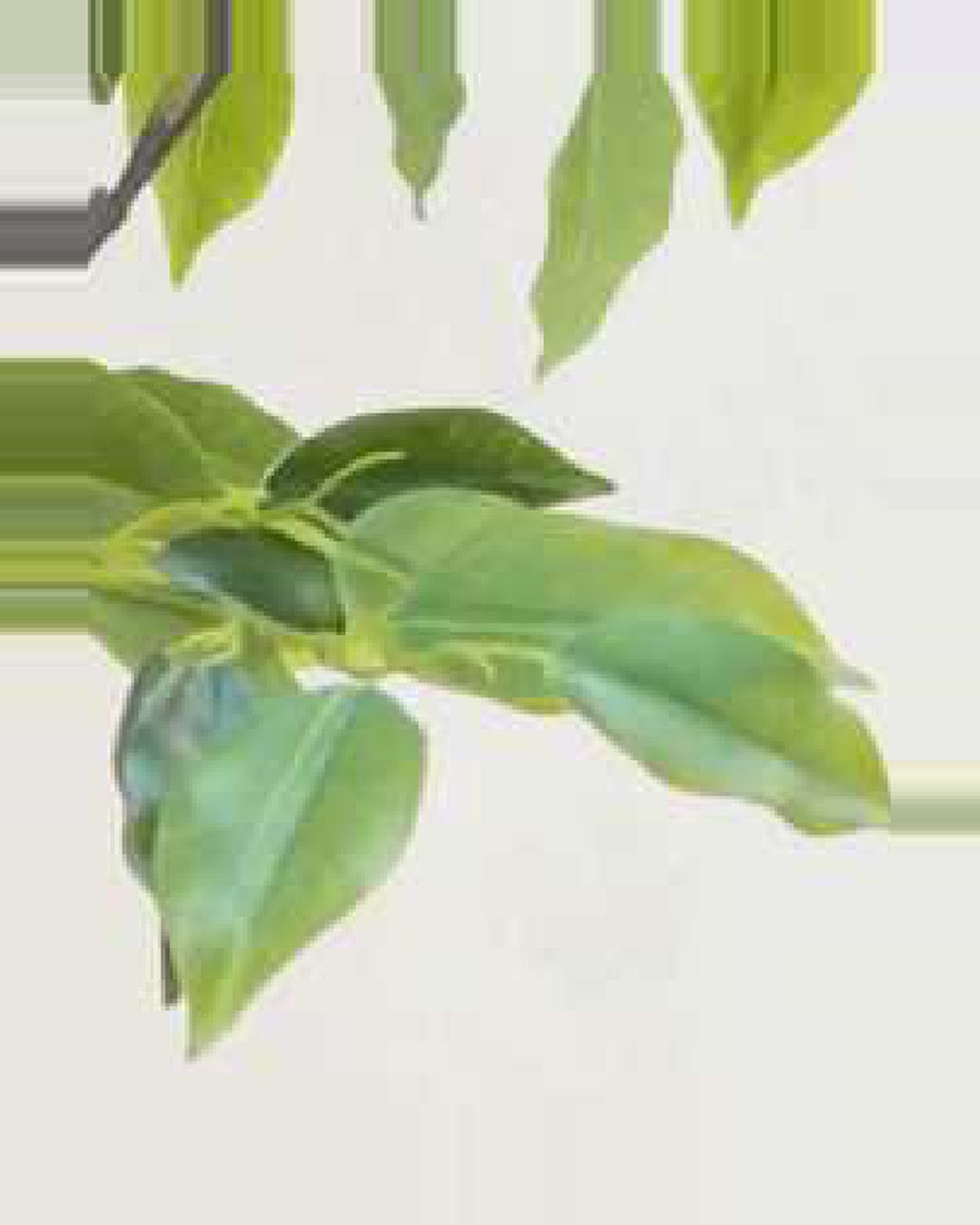 Alma Leaf Ficus Tree — close-up detail 3, artificial leaf ficus tree