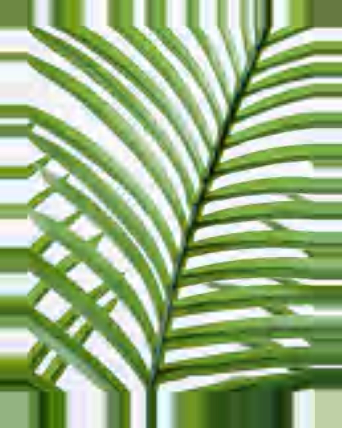 Garrigue Areca Palm Tree — close-up detail 3, artificial areca palm tree