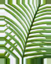 Garrigue Areca Palm Tree — close-up detail 3, artificial areca palm tree