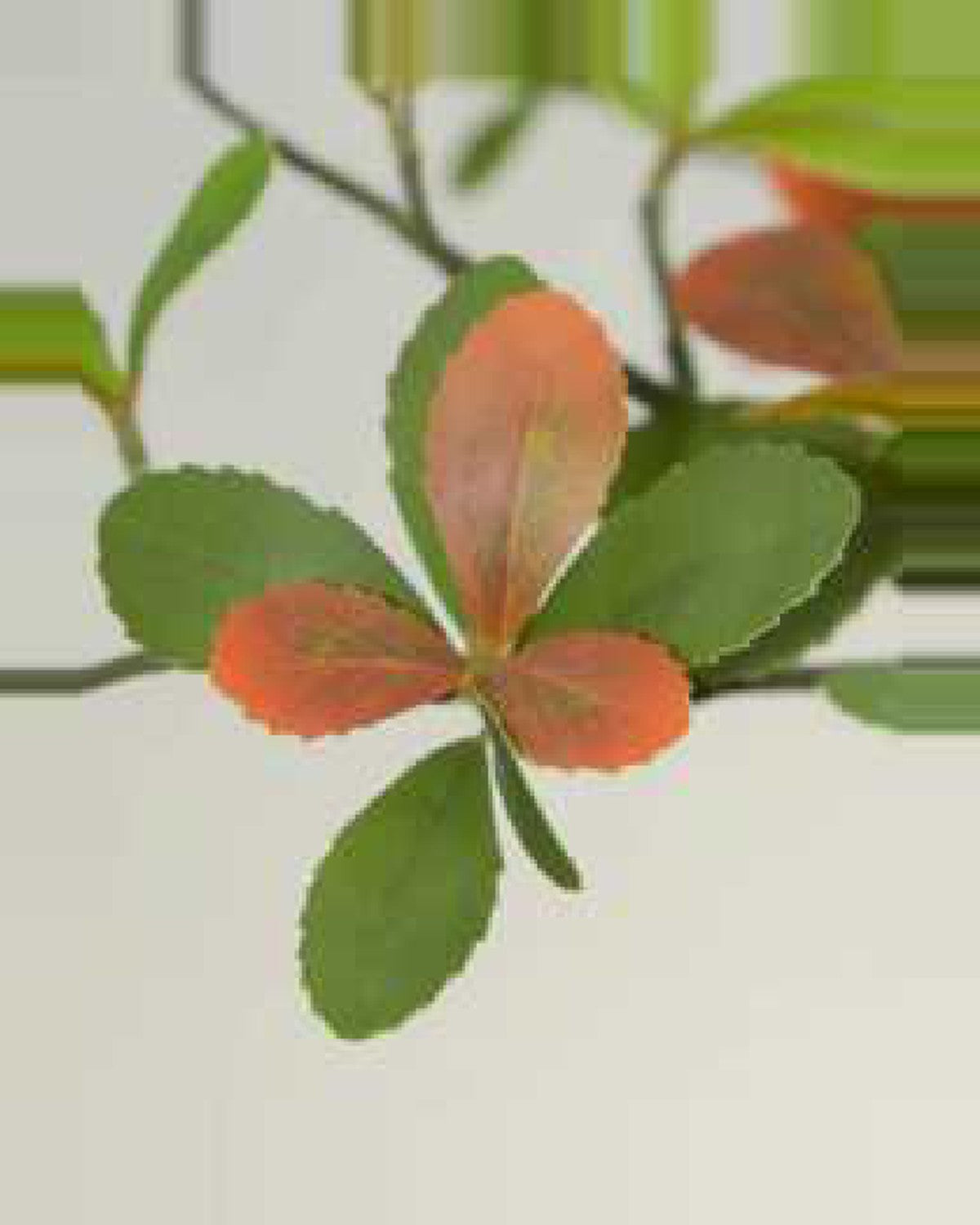 Amandier Island Leaf Tree — close-up detail 3, artificial island leaf tree
