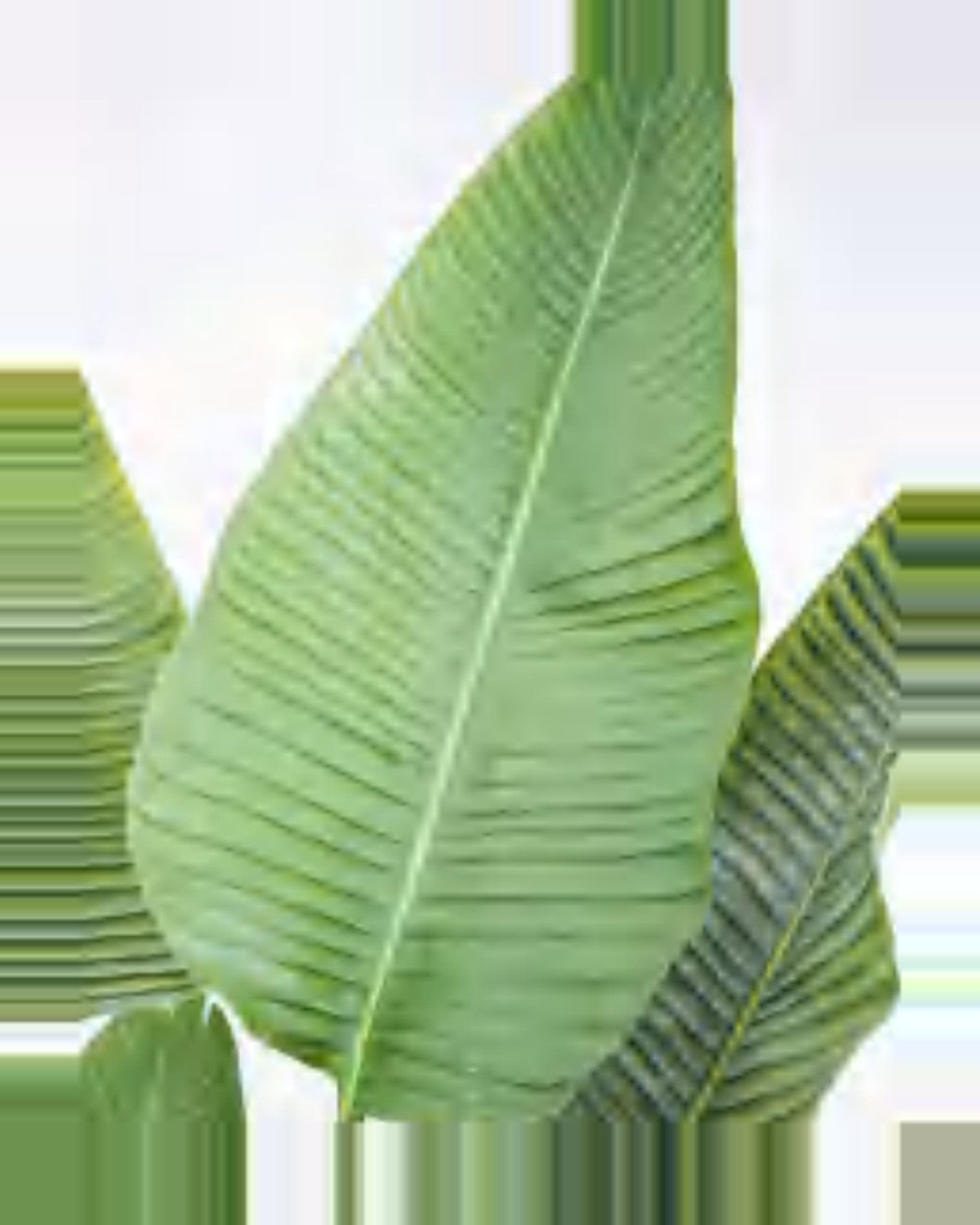 Ferrade Travelers Palm Tree — close-up detail 3, artificial travelers palm tree