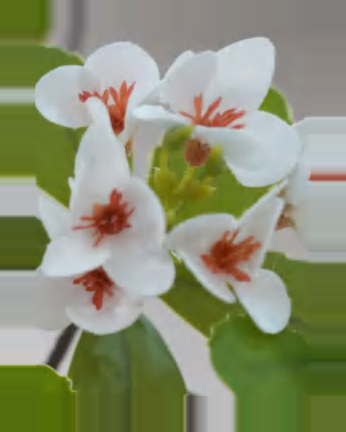Argilla Island White Flower Tree For Decor — close-up detail 3, artificial island white flower tree for decor