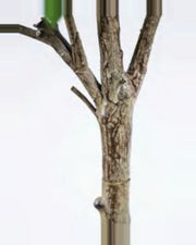 Nova Pieris Tree — close-up detail 3, artificial pieris tree