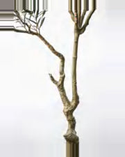 Sorrento Olive Tree — close-up detail 3, artificial olive tree