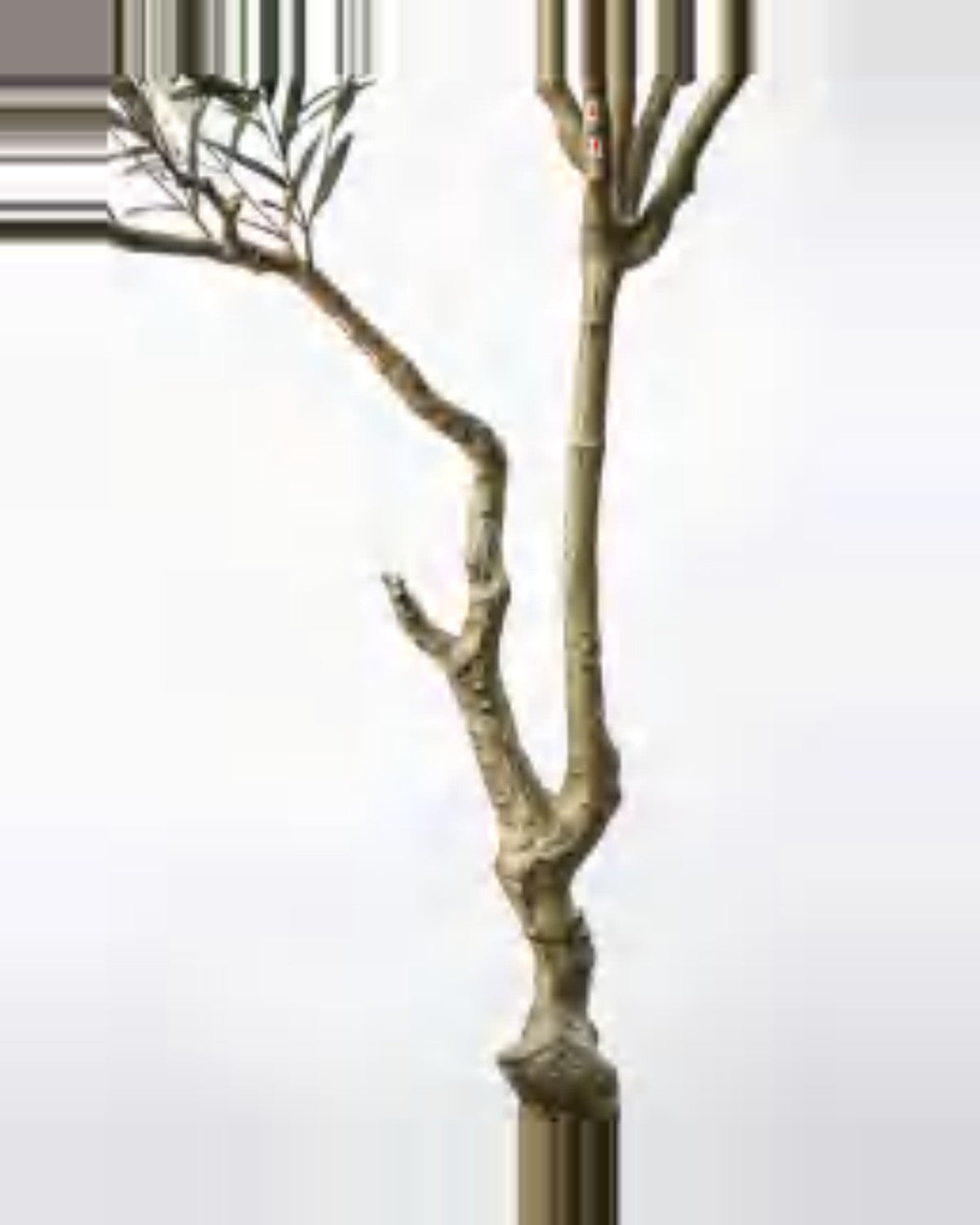 Sorrento Olive Tree — close-up detail 3, artificial olive tree