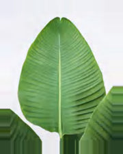 Cabanon Travelers Palm Tree — close-up detail 3, artificial travelers palm tree