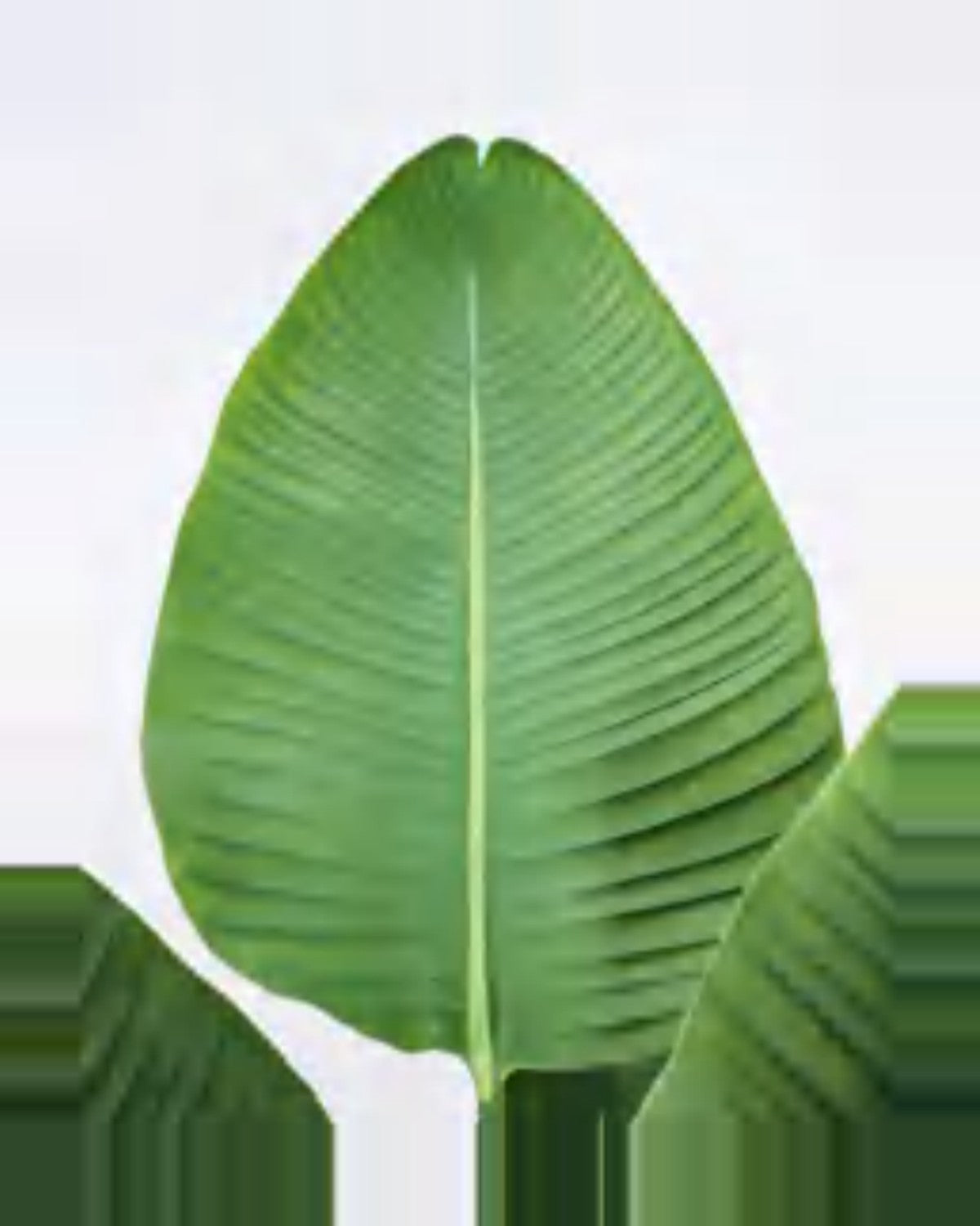 Cabanon Travelers Palm Tree — close-up detail 3, artificial travelers palm tree
