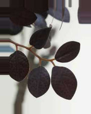 Cigale Crimson Fire Loropetalum Tree — close-up detail 3, artificial crimson fire loropetalum tree