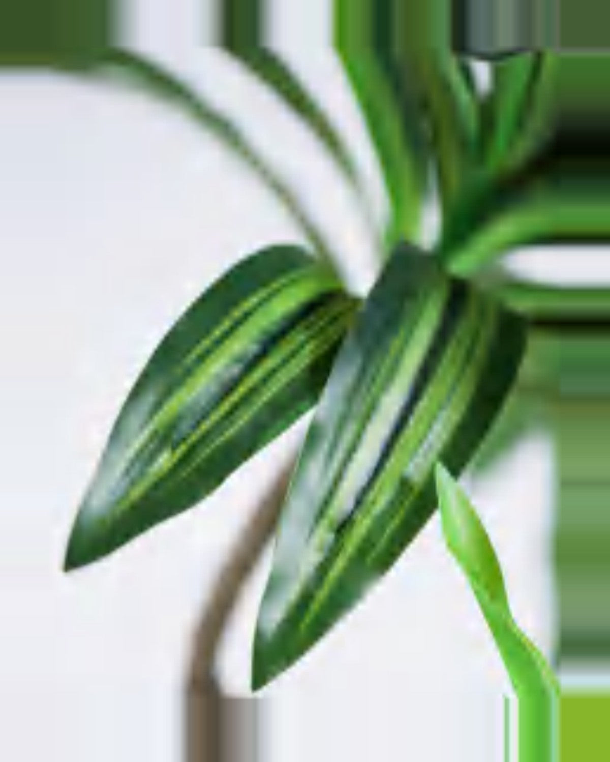 Alma Dracaena Plant — close-up detail 3, artificial dracaena plant
