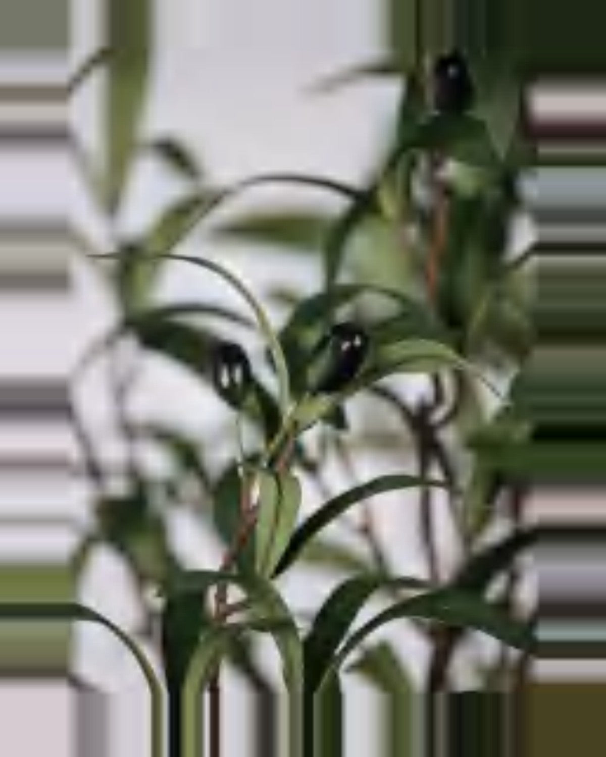 Montalcino Olive Tree — close-up detail 8, artificial olive tree