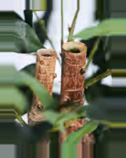 Luce Ficus Tree — close-up detail 3, artificial ficus tree