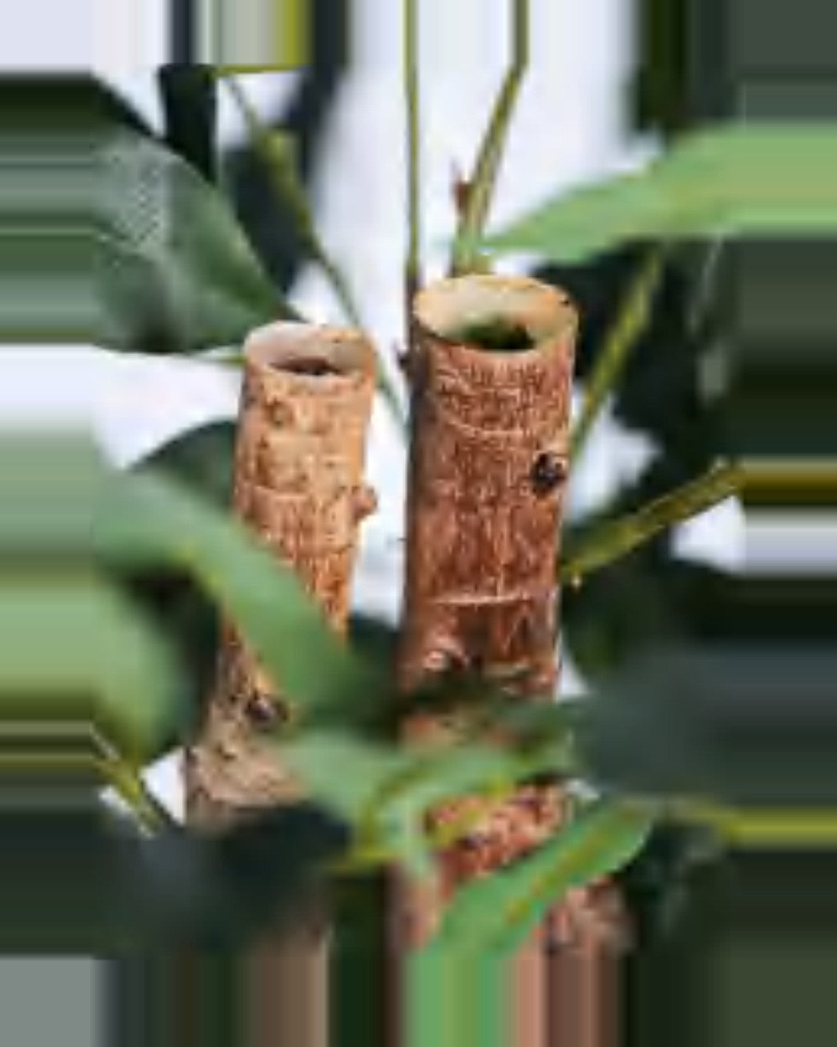 Luce Ficus Tree — close-up detail 3, artificial ficus tree