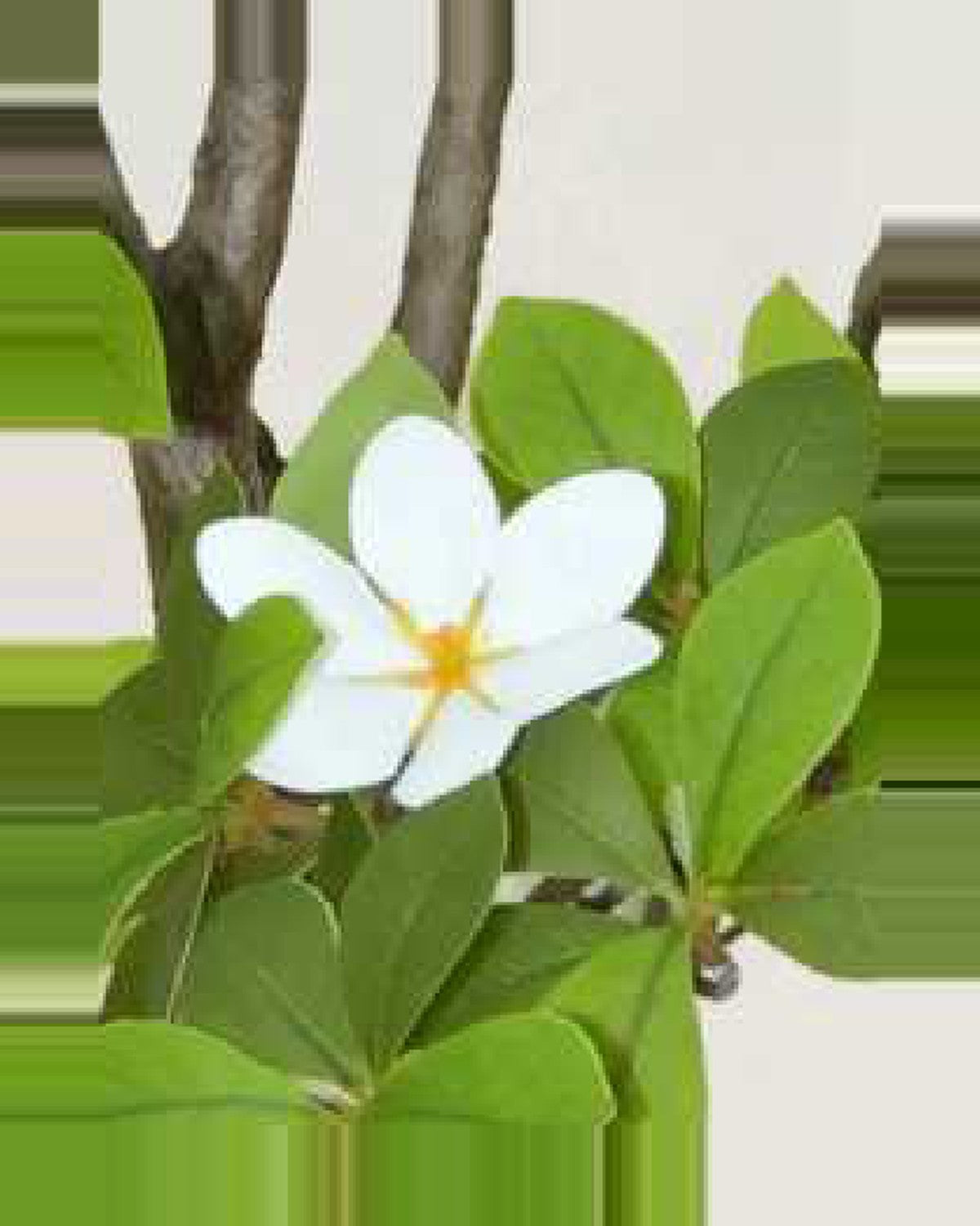 Pietra Gardenia Tree With White Flowers — close-up detail 3, artificial gardenia tree with white flowers