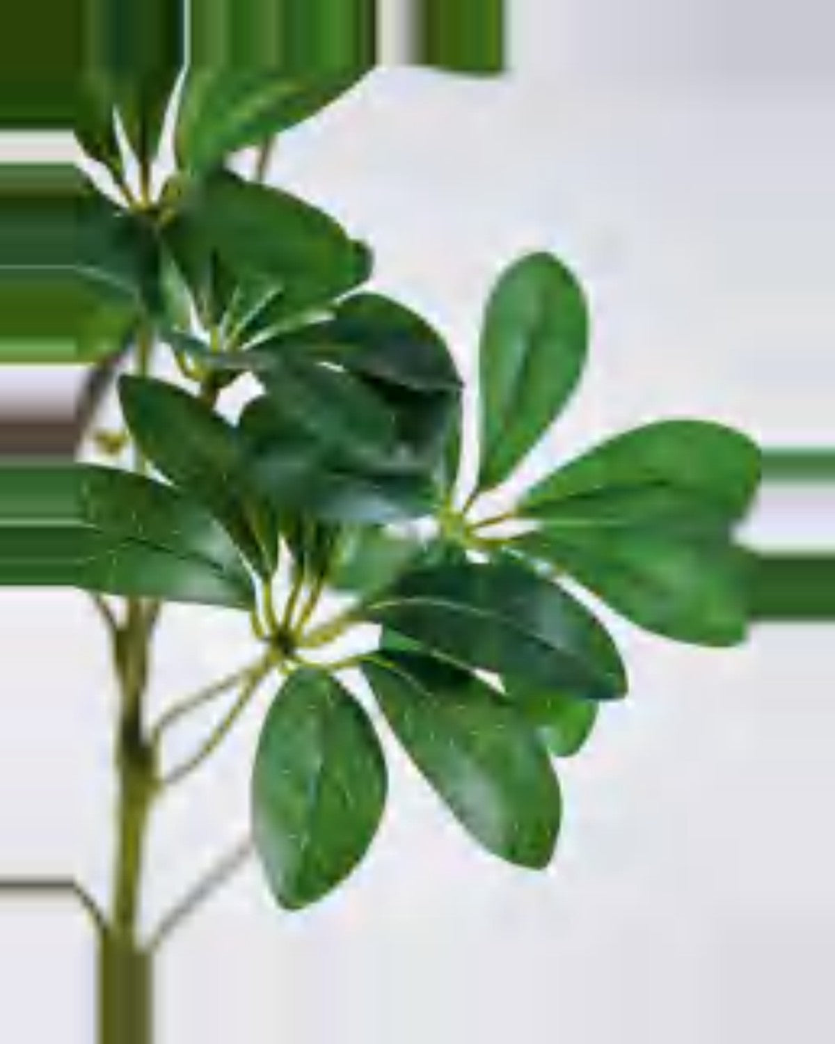 Vela Schefflera Tree — close-up detail 3, artificial schefflera tree