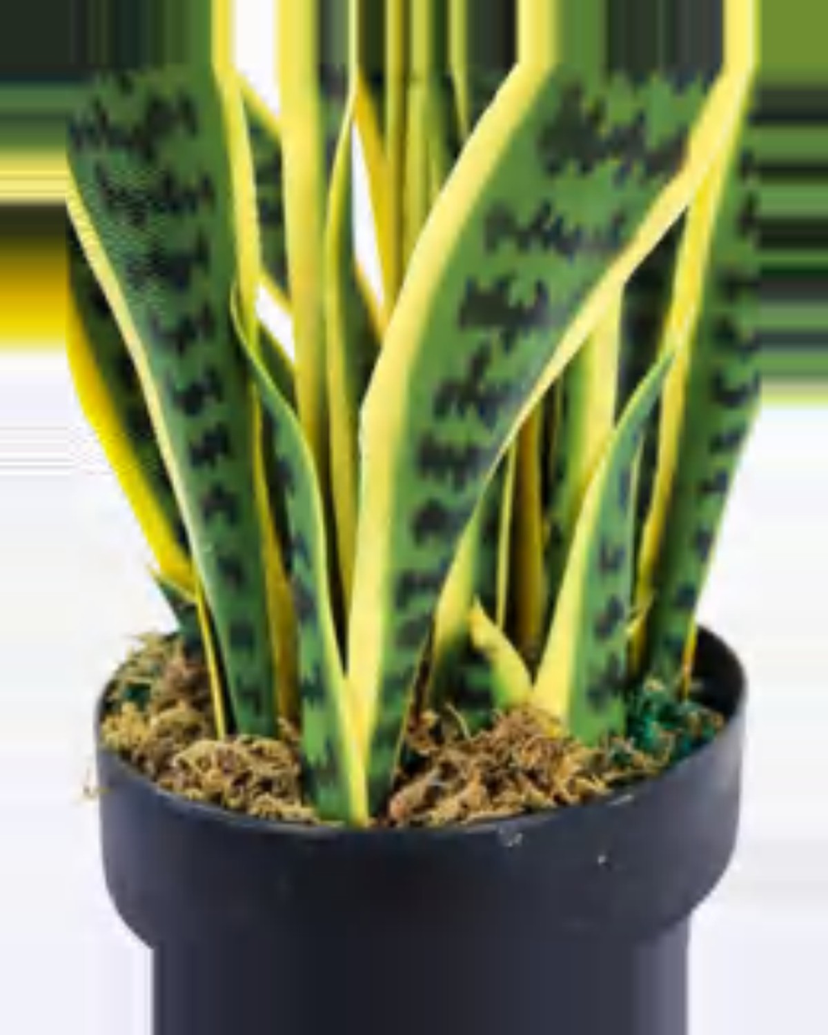 Oustau Snake Plant — close-up detail 3, artificial snake plant