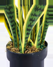 Oustau Snake Plant — close-up detail 3, artificial snake plant