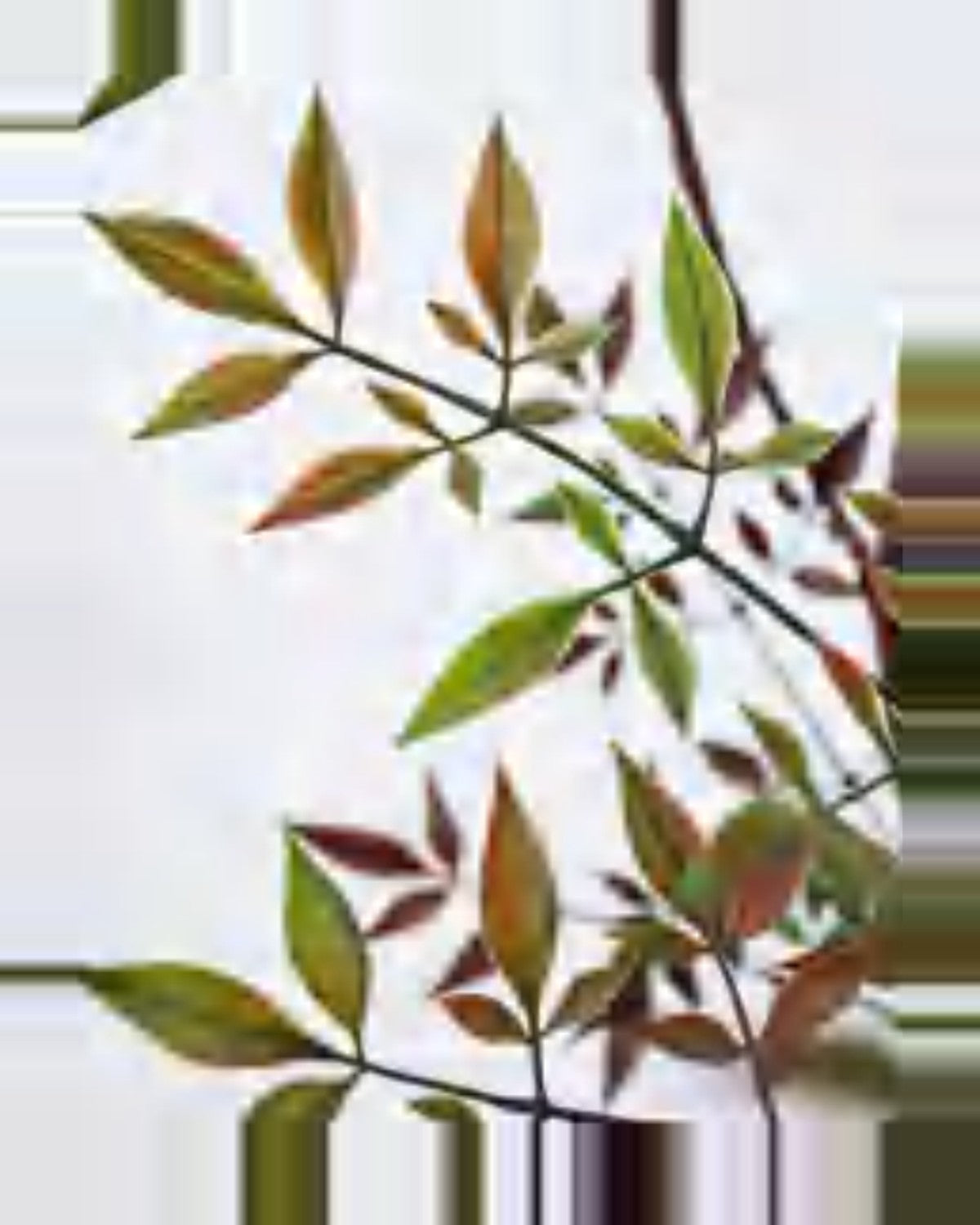 Sole Nandina Plant — close-up detail 3, artificial nandina plant