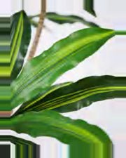 Farigoule Dracaena Plant — close-up detail 3, artificial dracaena plant
