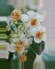 Vela Dogwood Tree — close-up detail 3, artificial dogwood tree