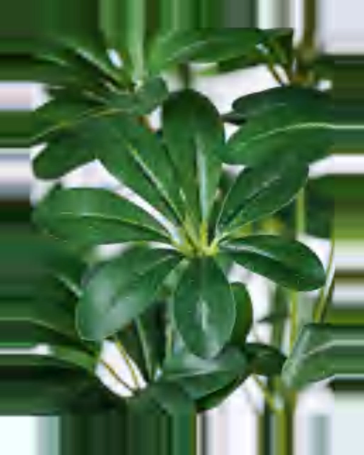 Riva Schefflera Tree — close-up detail 3, artificial schefflera tree