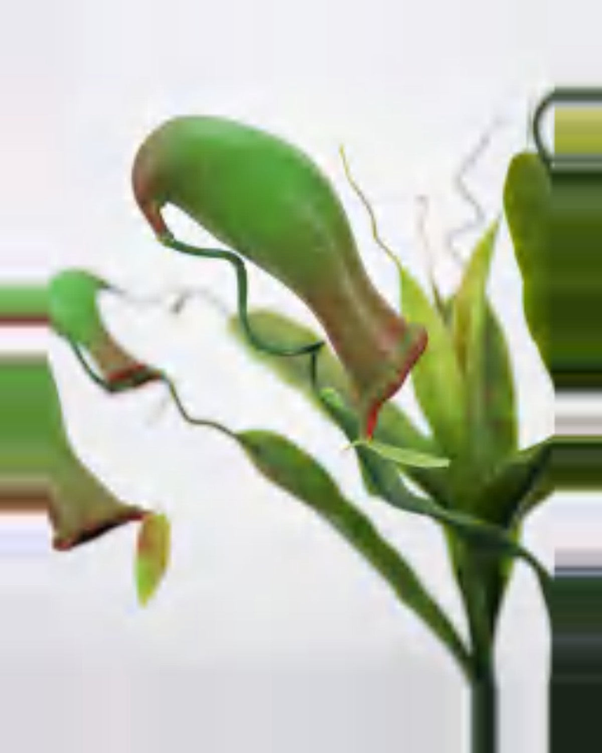 Luce Pitcher Plant — close-up detail 3, artificial pitcher plant