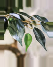Riva Ficus Tree — close-up detail 3, artificial ficus tree