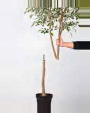 Terra Ficus Tree — close-up detail 3, artificial ficus tree