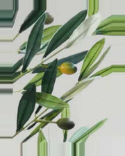 Lucchese Olive Fruit Leaf Tree — close-up detail 3, artificial olive fruit leaf tree