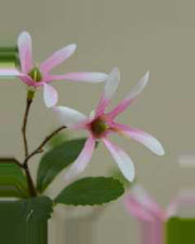 Rosa Purple Star Flower Tree — close-up detail 3, artificial purple star flower tree