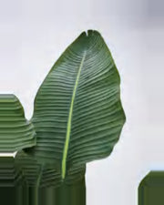 Lauze Travelers Palm Tree — close-up detail 3, artificial travelers palm tree