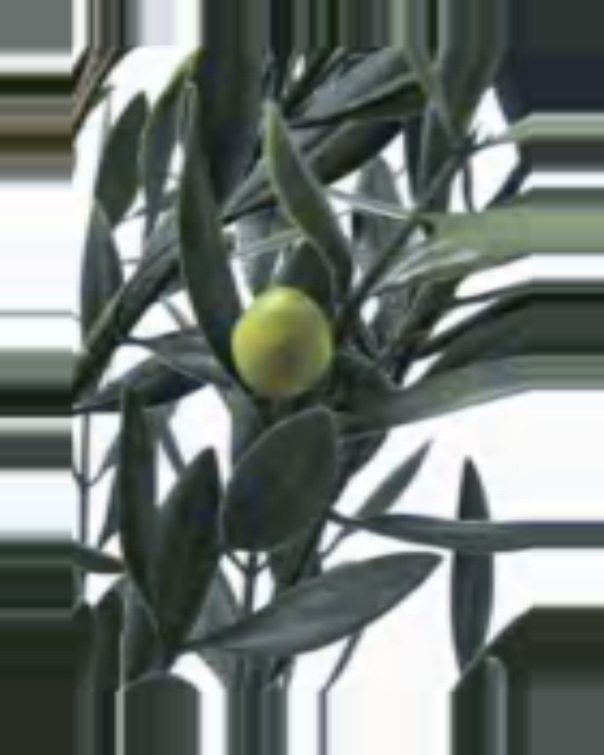 Cefalu Olive Tree — close-up detail 3, artificial olive tree