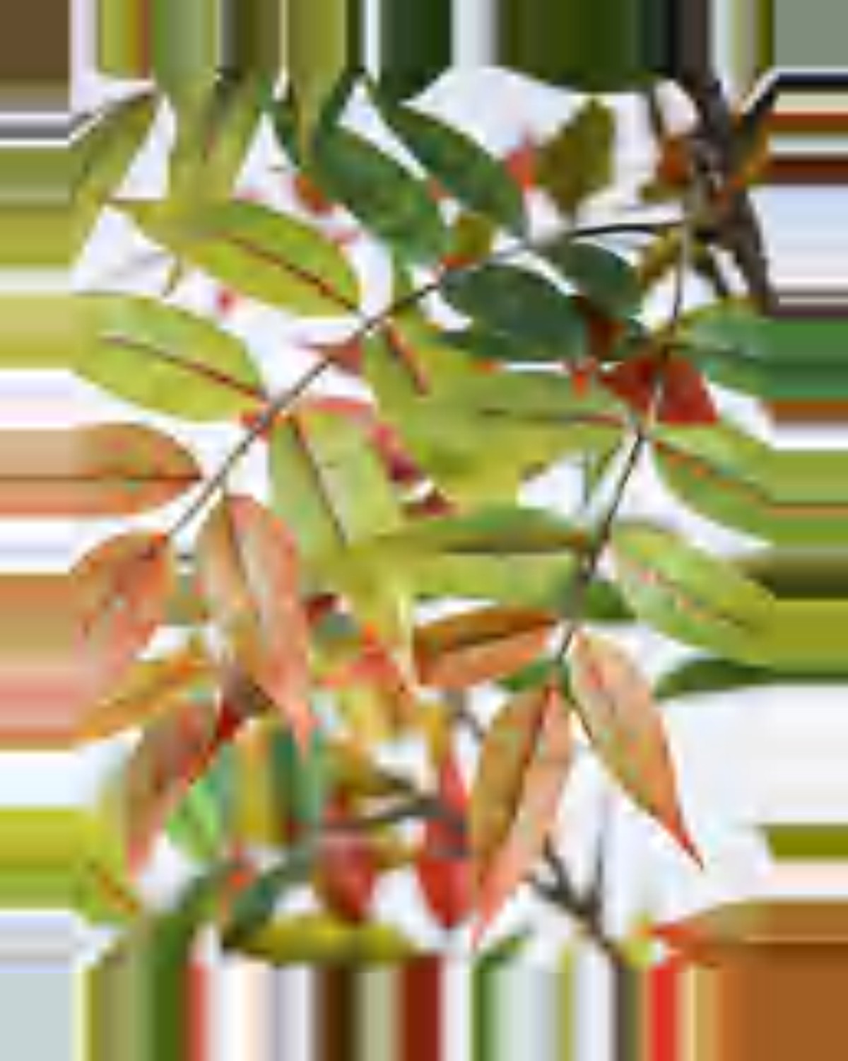 Onda Lacquer Tree — close-up detail 3, artificial lacquer tree