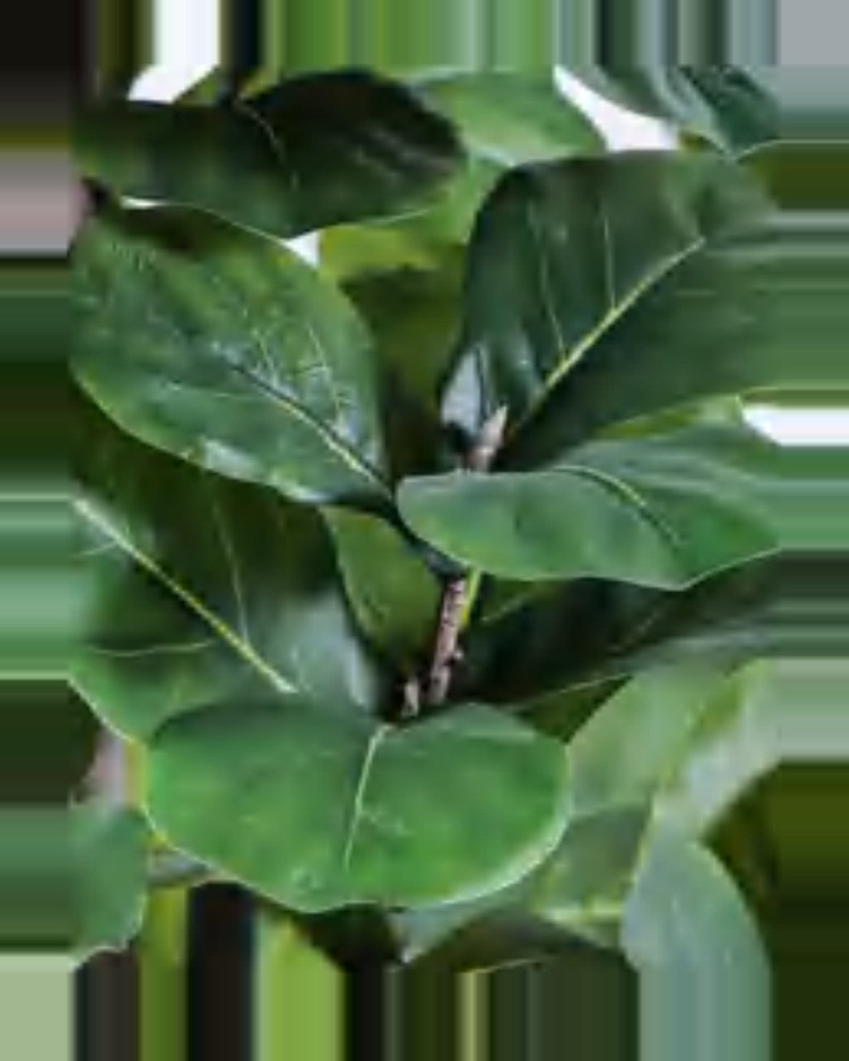 Clapas Fiddle Leaf Fig Tree — close-up detail 3, artificial fiddle leaf fig tree