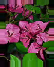 Ombra Bougainvillea Tree — close-up detail 3, artificial bougainvillea tree
