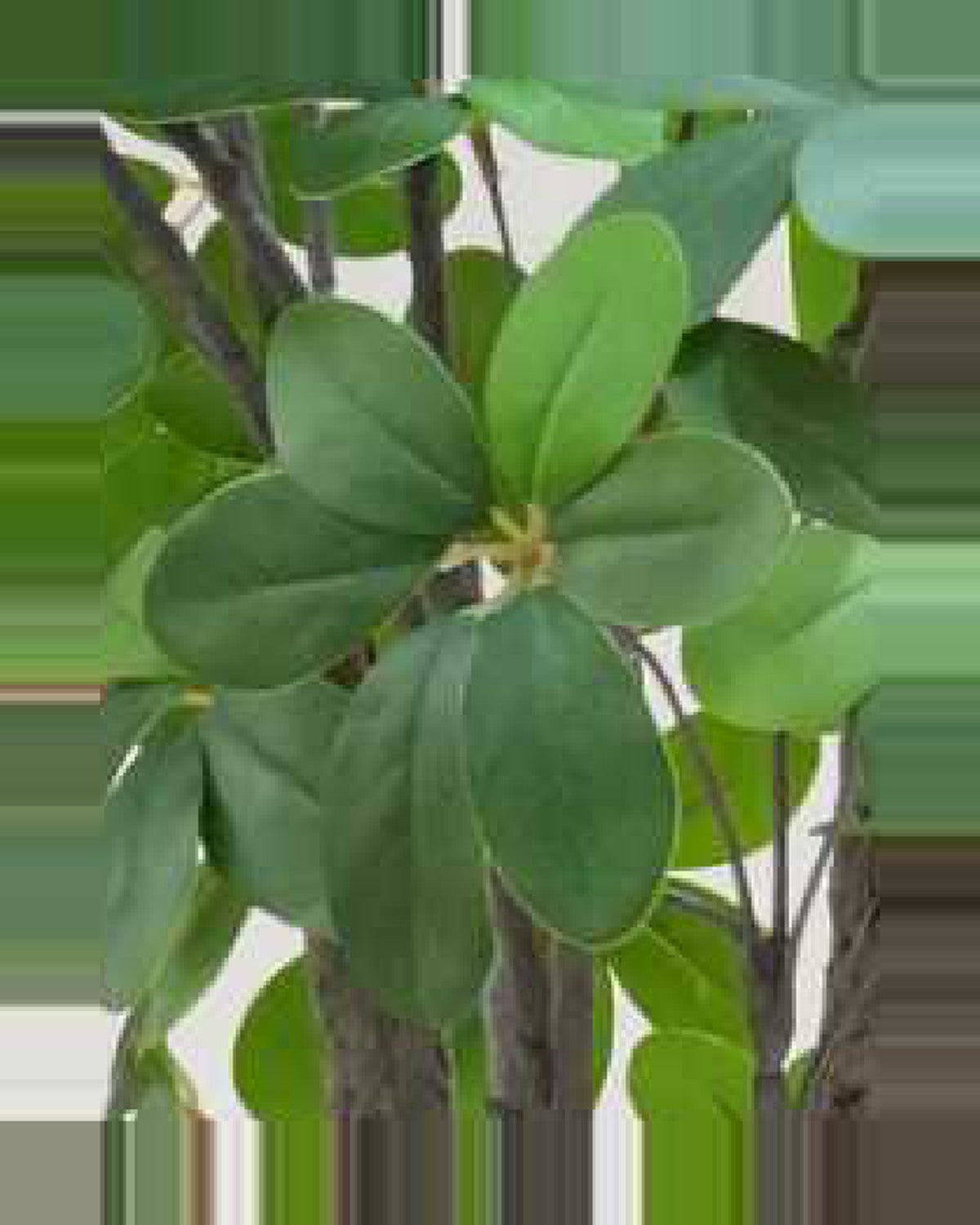 Farigoule Schefflera Leaf Tree — close-up detail 3, artificial schefflera leaf tree