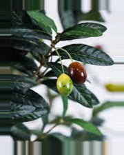 Ancona Olive Tree — close-up detail 3, artificial olive tree