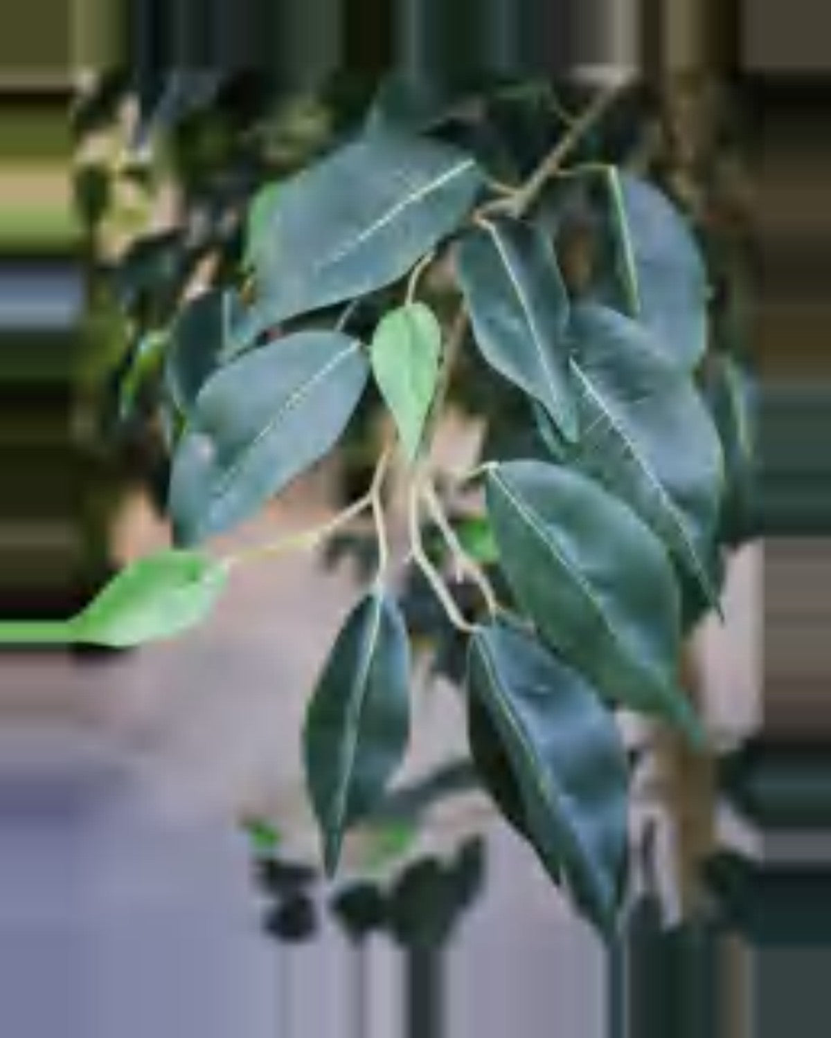 Aria Ficus Tree — close-up detail 3, artificial ficus tree