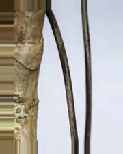 Ambra Monstera Plant — close-up detail 3, artificial monstera plant