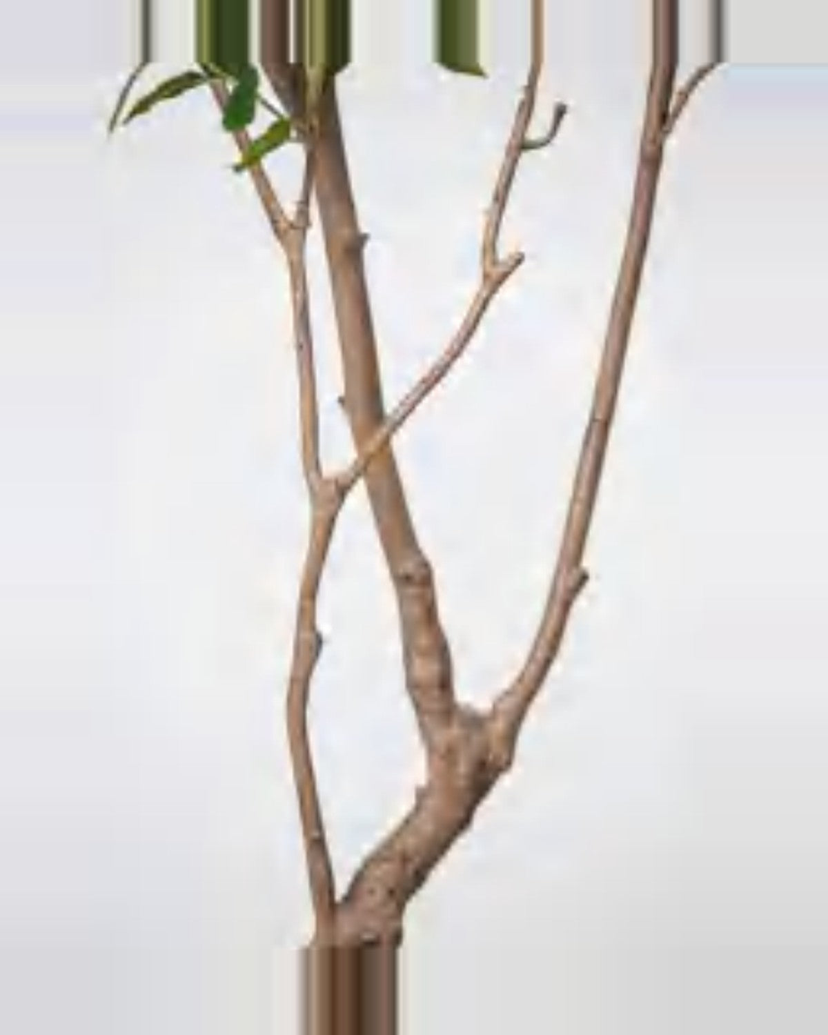 Nova Ficus Tree — close-up detail 3, artificial ficus tree