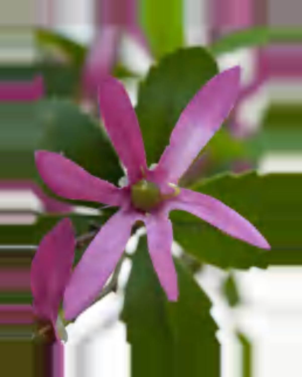 Lino Star Blossom Tree — close-up detail 3, artificial star blossom tree