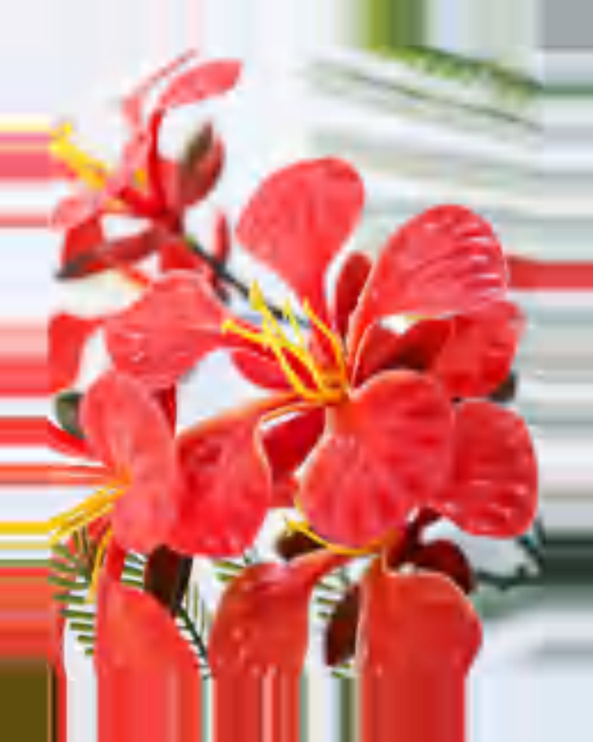 Argilla Royal Poinciana Tree — close-up detail 3, artificial royal poinciana tree