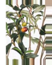 Procida Olive Tree — close-up detail 3, artificial olive tree