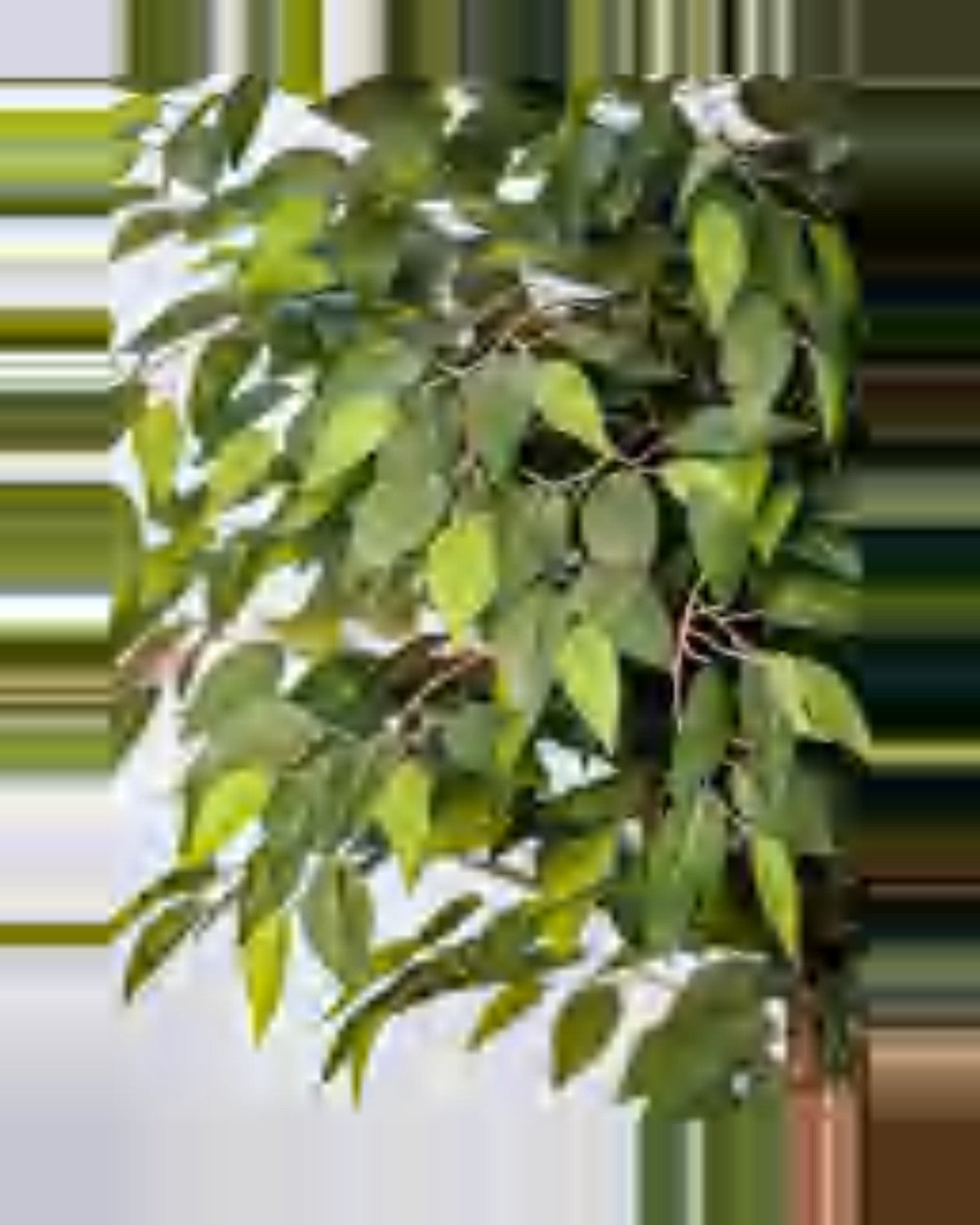 Vera Ficus Tree — close-up detail 3, artificial ficus tree