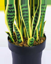 Cabanon Snake Plant — close-up detail 3, artificial snake plant