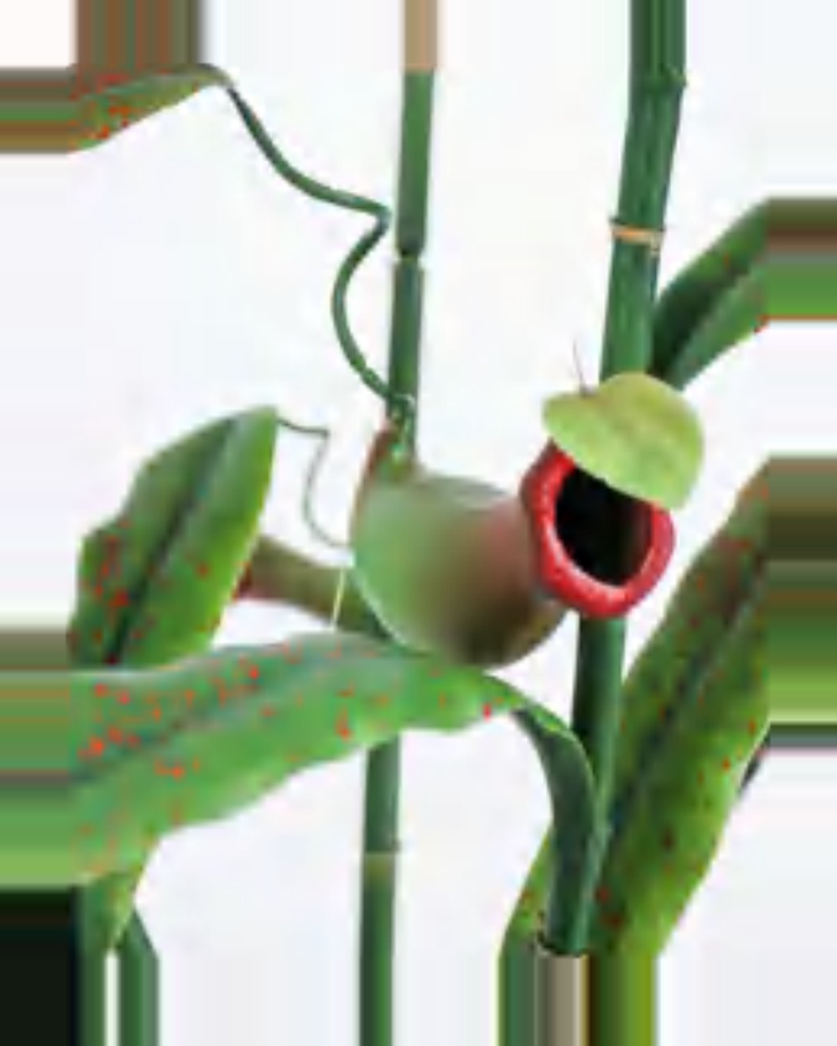 Aria Pitcher Plant — close-up detail 3, artificial pitcher plant