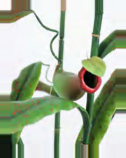 Aria Pitcher Plant — close-up detail 3, artificial pitcher plant